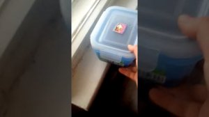 Как ухаживать за Яйцами улиток ахатинок