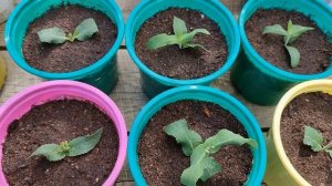 ЧЕРЕНКОВАНИЕ ШАЛФЕЯ и его РЕЗУЛЬТАТ