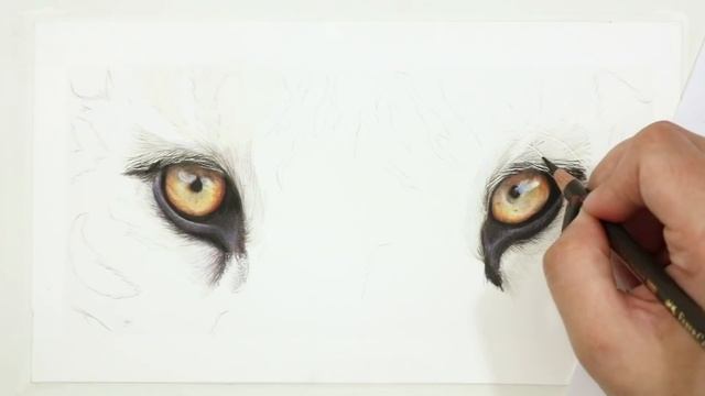 HowTo Draw a Realistic Tiger Eye Study with Colored Pencil смотреть онлайн