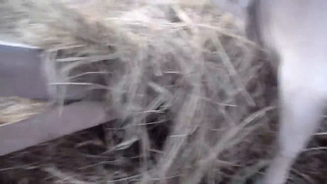 Проблемы у КРС . смотреть онлайн