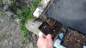 Посадка #голубики в Краснодарском крае.