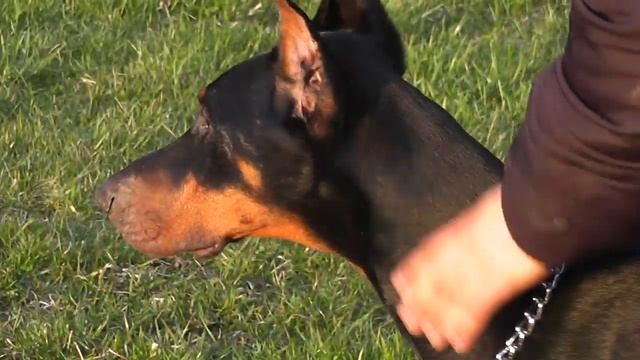 Fast Runner Dog Doberman Dolce [HD]