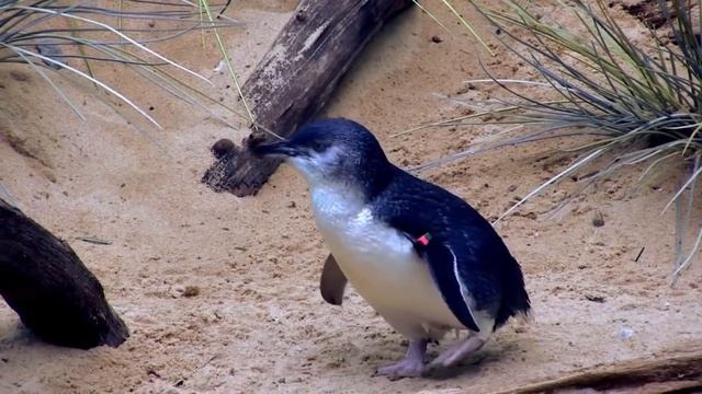 The Mystery of New Zealand's only Native Land Mammal смотреть онлайн