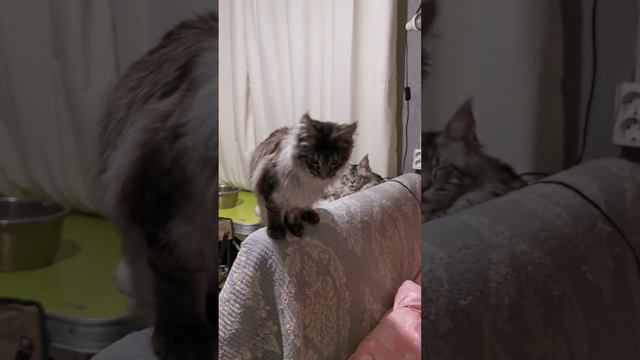 Мейн-кун, котик, черный серебряный тигр. смотреть онлайн