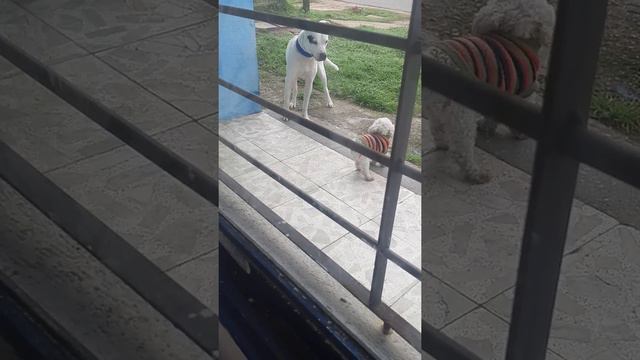 dogo argentino vs caniche toy смотреть онлайн