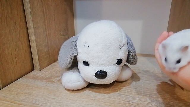 Стрим с Хомяком Снежком 2 | Хомяк Снежок Strim смотреть онлайн