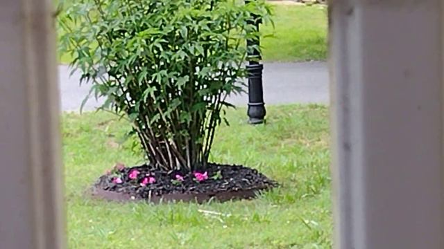 Saving Dying Wave Petunias I Bought From #Lowes At Half Price #petunias #flowers #plants #garden #w смотреть онлайн