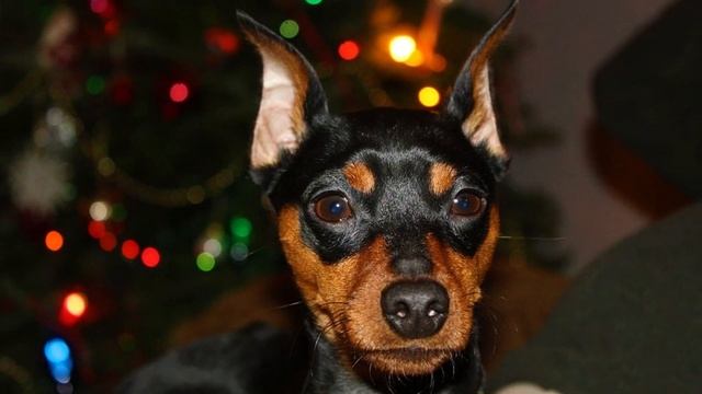Miniature pinscher - TOP 10 Interesting Facts смотреть онлайн