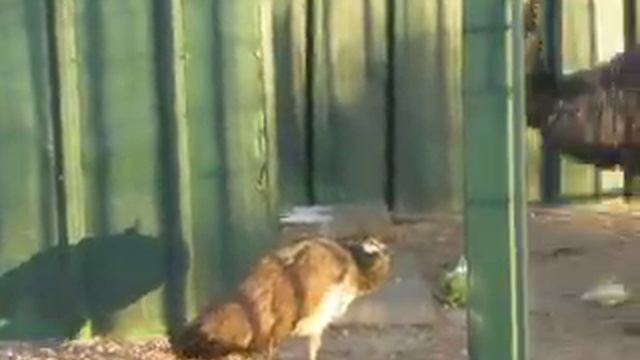 Мама павлиниха и её птенец 2 смотреть онлайн