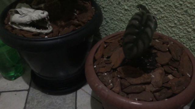 Entrada da casa - Monstera andansoni, jiboia limão, nephentes graciflora , alocasia cuprea. смотреть онлайн