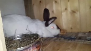 Вот мои калифорнийские кролики Как живут