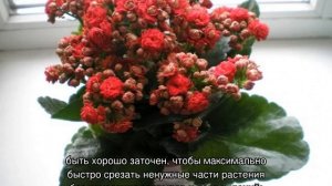 Как обрезать каланхоэ правильно