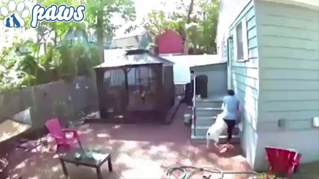 American bulldog attacks Cane Corso!!! смотреть онлайн