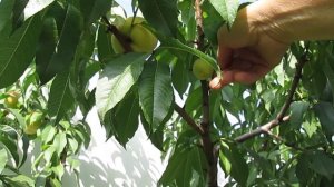 Самый вкусный и урожайный сорт персика в Воронежской области!