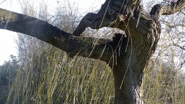 A Spring Morning - By John Clare - Read by James Kingdon смотреть онлайн