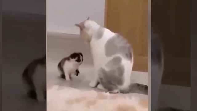 Приколы про животных 2023#10 animal jokes 2023#10 смотреть онлайн