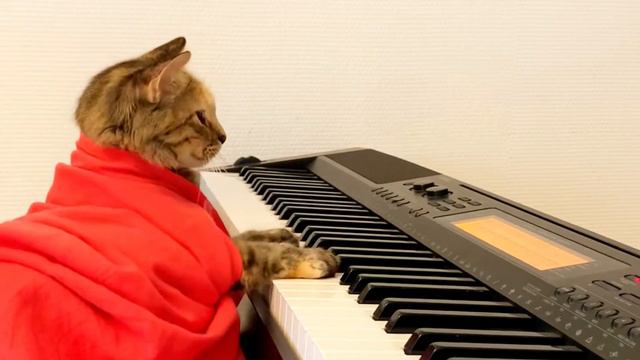 Кошка играет на пианино 🎹 🐈 Casio композицию Barroom Ballet смотреть онлайн