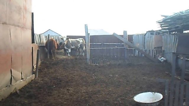 Корова мычит смотреть онлайн