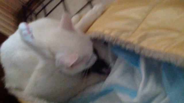 Наши первые роды. Рождение котёнка в домашних условиях. Birth of kitten at home. смотреть онлайн