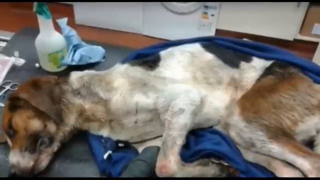 Мужчина обнаружил что-то движущееся на мусорной свалке…ЧТО ЭТО ПОСМОТРИТЕ?!