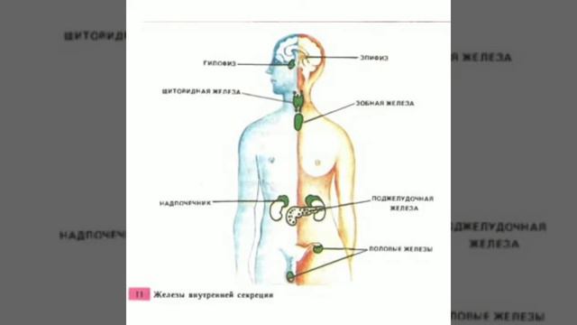 Организм-единое целое. смотреть онлайн