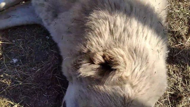 #Stray Dogs#Территория Волкодава.Чешем Шкуру.# смотреть онлайн