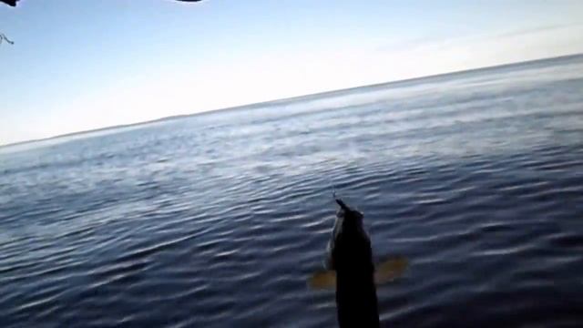 Тестирование вейдерсов и рыбалка нахлыстом в Онежском озере. смотреть онлайн