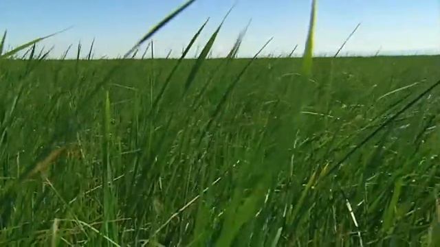 Stretching our Water Needs Through Innovation смотреть онлайн