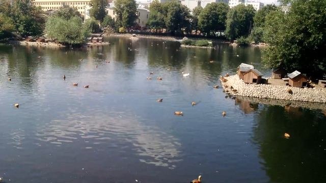 Прогулки по Московскому зоопарку несколько видео смотреть онлайн