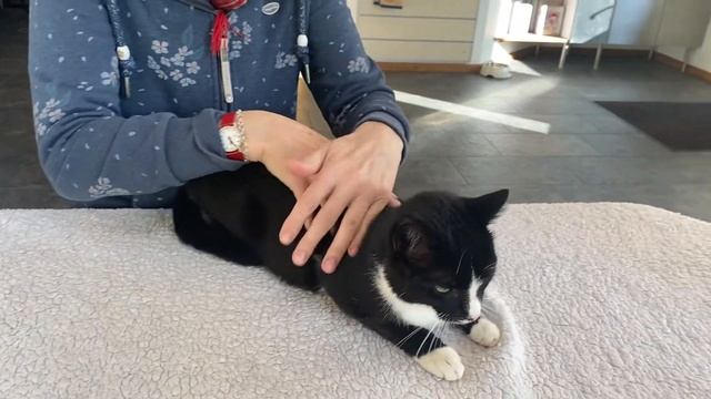 Kippfenstersyndrom Kater Boots 20. Die Reise in der dritten Woche смотреть онлайн