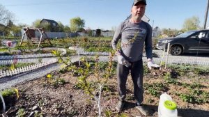 Избавляемся от курчавости персика