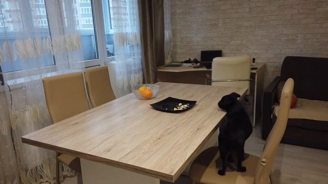 ?ПТИ БРАБАНСОН И СКРЫТАЯ КАМЕРА | стащит мясо или нет? смотреть онлайн