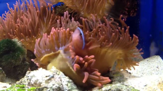 GF klovnfisk i anemone смотреть онлайн