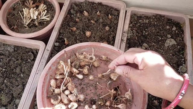 How To Grow FREESIA flowers From Bulbs In Pots ! Potting Mix ! Fertilizing ..A fragrance flower смотреть онлайн