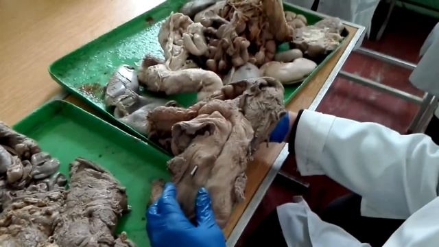 Анатомия животных - сечовий михур смотреть онлайн