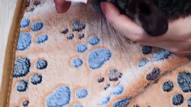 2. часть Йосику чистим ушки смотреть онлайн