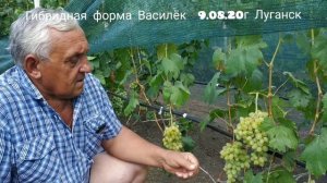 Виноград Василёк селекция Криули в гостях у автора!