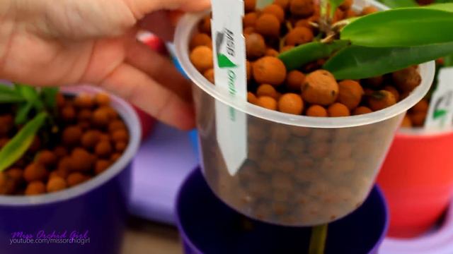 Cattleya Orchid seedlings Update - The growing season смотреть онлайн