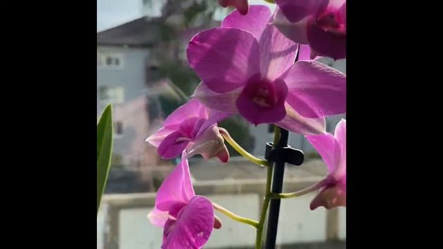 Орхидея дендробиум смотреть онлайн