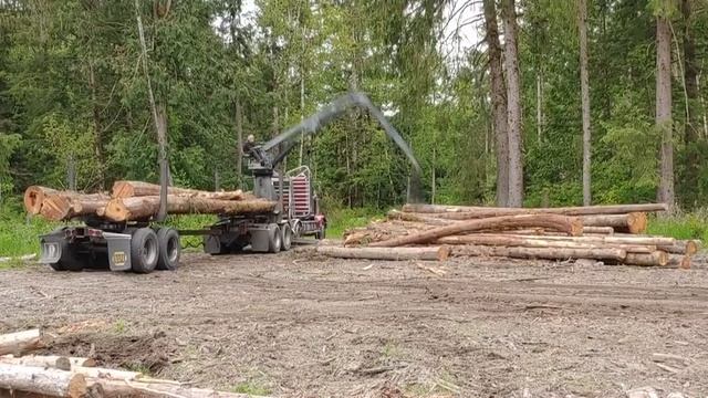 How Much Are My Logs Worth?? смотреть онлайн