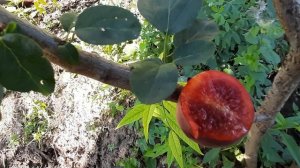 Плумкот Беррикоколо Гигант(гибрид