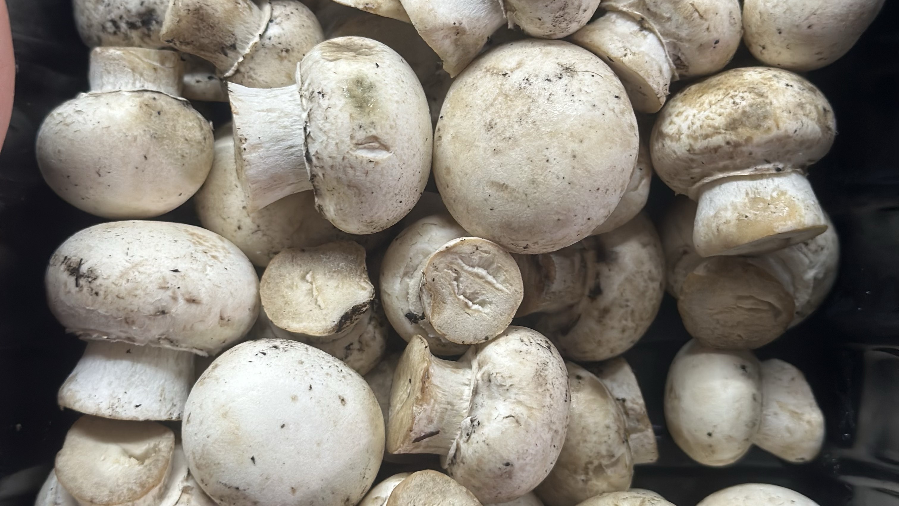 КАК БЫСТРО И БЕЗ УСИЛИЙ ПОМЫТЬ ГРИБЫ ОТ ЗЕМЛИ