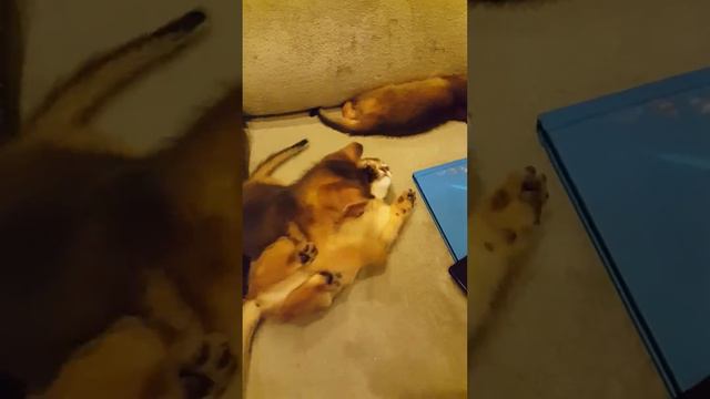 Абиссинские котята аби-детки abyssinian cat смотреть онлайн