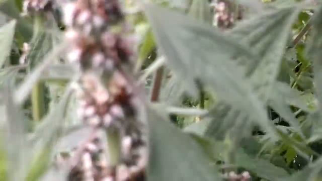 Пустырник смотреть онлайн