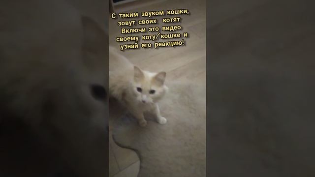 Как кошка зовёт своих котят?