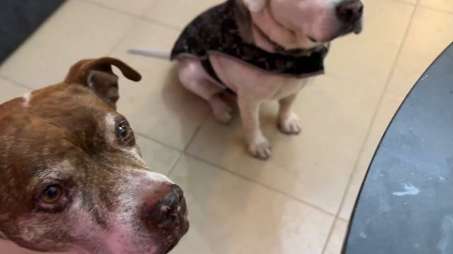¡Un pastel que cuida a tu perro desde adentro hacia afuera! Descubre cómo hacer una deliciosa recet смотреть онлайн