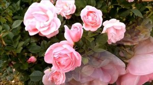 САМЫЕ ЛУЧШИЕ, КРАСИВЫЕ И ОБИЛЬНО ЦВЕТУЩИЕ РОЗЫ - ШРАБЫ