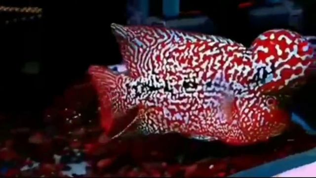 TYPES OF FLOWERHORN | SRD | KAMFA | GOLDEN BASE | THAI SILK
