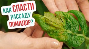 Чем болеет рассада томатов на ранних этапах? Особенности ухода за рассадой помидор