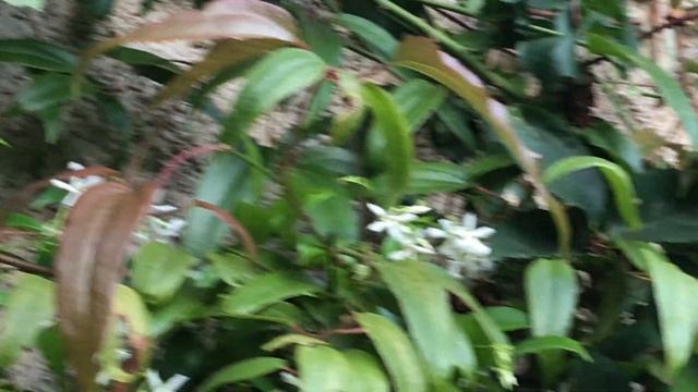 Jasmin étoilé 'Trachelospermum jasminoides' Persistance de la fragrance смотреть онлайн